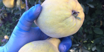 I have for sale home-grown quince fruit, organic without