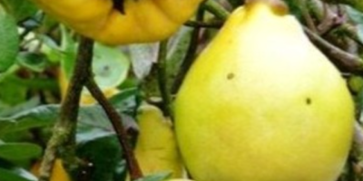Birnen-Quitten-Frucht zu verkaufen Preis pro kg möglich Versand per