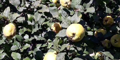 pear quince fruit for sale price per kg possible