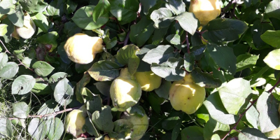 Birnen-Quitten-Frucht zu verkaufen Preis pro kg möglich Versand per