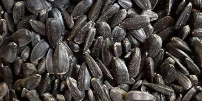 I am selling sunflower seeds, in pots; Details on