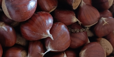 Very sweet, chestnut from El Bierzo