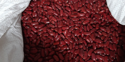 Hello, I am selling red beans. Origin Poland. The