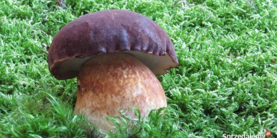Hello, I offer boletus forest mushrooms, mushrooms, chanterelles