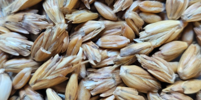 I will sell organic spelled (spelt wheat) in a