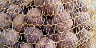 Venderò le noci secche di quest&#39;anno nel mio albero