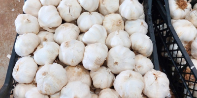 Premium-Knoblauch, aus biologischem Anbau in der Türkei, selektiert für