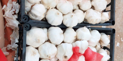 Premium-Knoblauch, aus biologischem Anbau in der Türkei, selektiert für