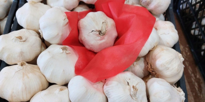 Premium-Knoblauch, aus biologischem Anbau in der Türkei, selektiert für