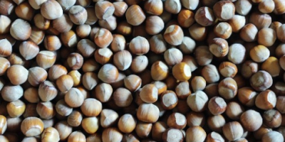 Ciao! Vendo nocciole del raccolto di quest&#39;anno. varietà catalana.