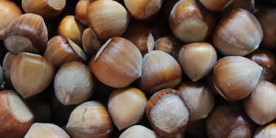 Ciao! Vendo nocciole del raccolto di quest&#39;anno. varietà catalana.