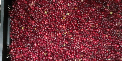 I will sell swamp cranberries for more information on