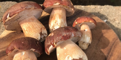 Porcini mushrooms completely frozen - top product - packaging