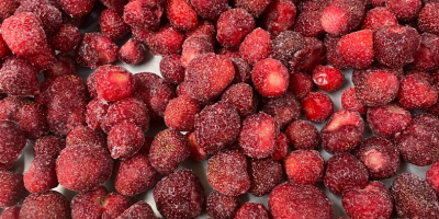 Schockgefrorene Erdbeeren aus biologischem Anbau in Berkovitsa, Bulgarien. Die