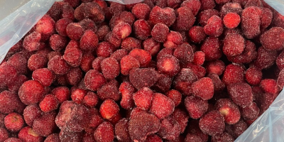 Schockgefrorene Erdbeeren aus biologischem Anbau in Berkovitsa, Bulgarien. Die