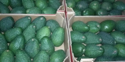 Price FOB Callao. Avocado/Palm HASS , at the rate