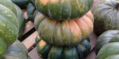 I will sell pumpkins without fertilizers and spraying. Edible