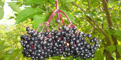 I will sell black without. Elderberry, frozen. Wild-harvested berries,