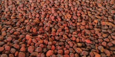 I am selling a whole fruit rosehip, seeds of