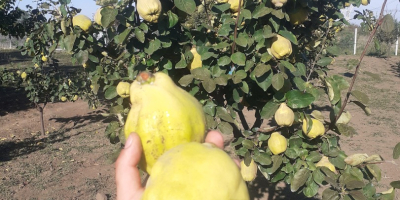 I sell quinces from my own orchard