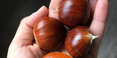 Rich Bierzo chestnuts, good quality and recently picked, exquisite