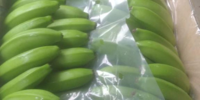 Bananas Cavendish Extra Premium Ecuador Eigene Produktion 3.600 Kartons
