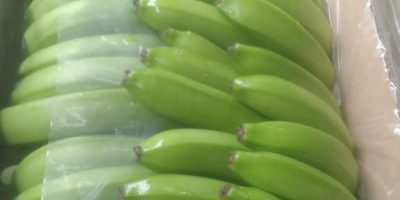 Banane Cavendish extra premium Ecuador produzione propria 3.600 scatole