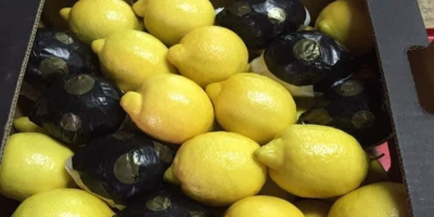 Фирмата изнася лимони и цитрусови плодове от Турция. Предоставяме