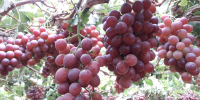 FOB Callao-Peru price. RED GLOBE CAT 1 grape, at