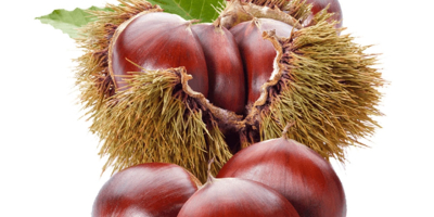 I sell chestnuts from Ourense of very good quality