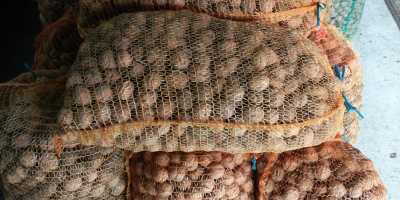 Salve, vendo noci della stagione 2022, ho 300 kg,