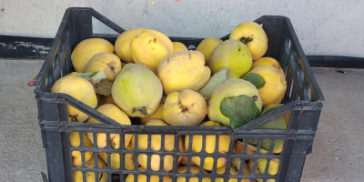Quince fruits for immunity - without spraying, from your