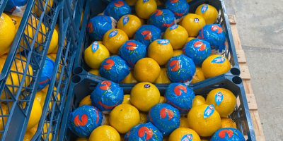nagykereskedelem Törökországból származó grapefruit, citrusfélék, zöldségek és gyümölcsök. Minimális