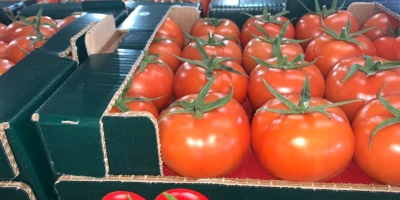 Großhändler für Tomaten aus der Türkei. Die Mindestbestellmenge beträgt
