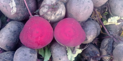 Hello. I have round beetroots for sale, variety Wodan,