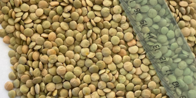 Wholesale green lentils for sale: Excellent quality, after pectus