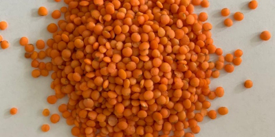 We produce and sell refined red peeled lentils &quot;Football&quot;