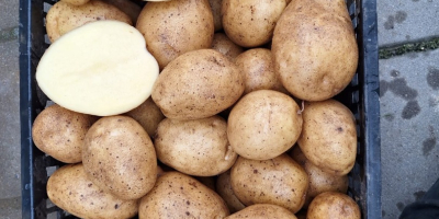 Oferujemy ziemniaki kalibru 45+ w big-bagach z atestami fitosanitarnymi.