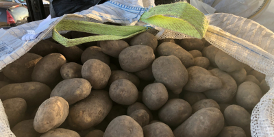We offer potatoes caliber 45+ in big-bags with fito
