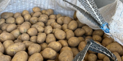 Предлагаме картофи с калибър 45+ в големи чували с