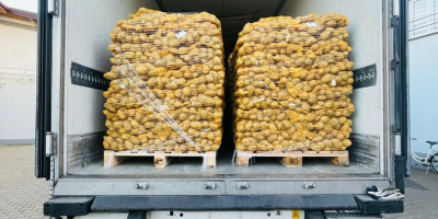 Предлагаме картофи с калибър 45+ в големи чували с