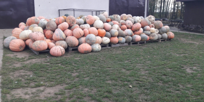 Hello, I have for sale Bambino pumpkins from my