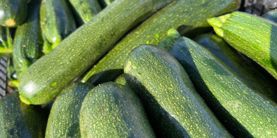 Zucchini perseverance grown and produced in Italy southern Sicily,