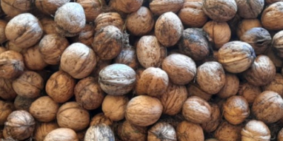 I sell walnuts ! If you want a higer