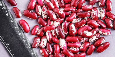 La società commerciale &quot;Kirgy_beans&quot; è impegnata con successo nell&#39;esportazione