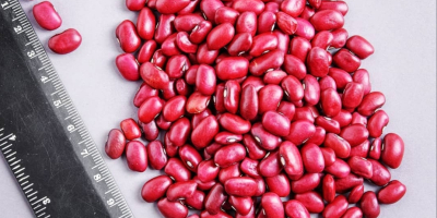 Търговската компания &quot;Kirgy_beans&quot; успешно се занимава с износ на