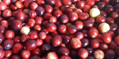 I will sell about 200 kg of large cranberries.