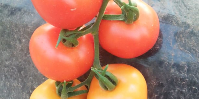 Tomaten aus Marokko