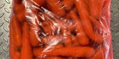High quality carrots, delivery to all over the world