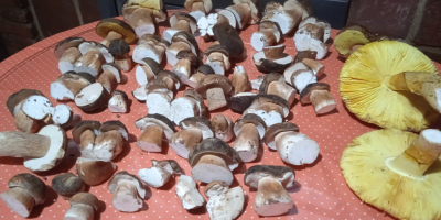 Boletus aerius, completely wild, collected in the Sierra de